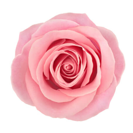 Rosa Ros
