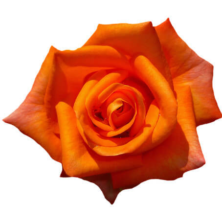 Orange Ros