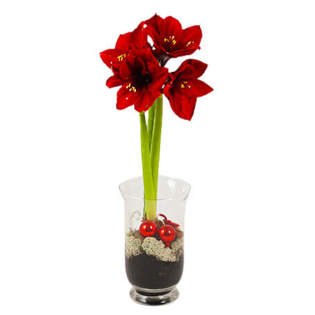 Röd amaryllis i hög glasvas